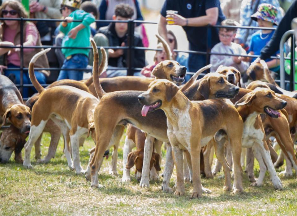 East Anglian Daily Times: The dogs in the Parade of Hounds are known for their friendly natures. Image: Charlotte Bond