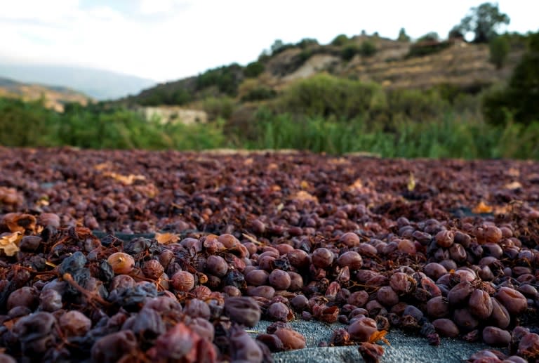 Cypriot Mavro grapes are sun-dried in a field in the village of Monagri in the Troodos mountains in Cyprus