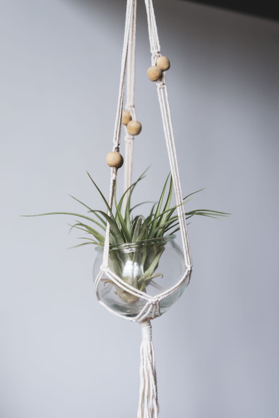 indoor hanging plants air plants