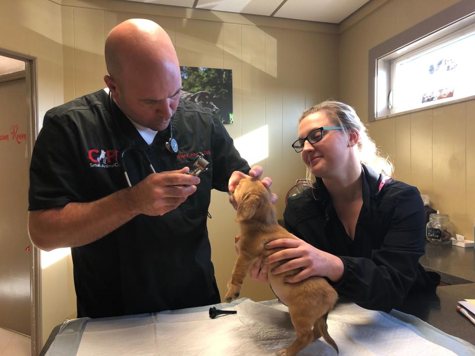 10-week-old puppy Narwhal was examined by Dr. Brian Heuring in Missouri.