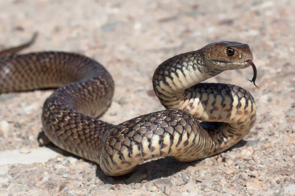 <p>Getty</p> Stock image of Eastern Brown Snake.