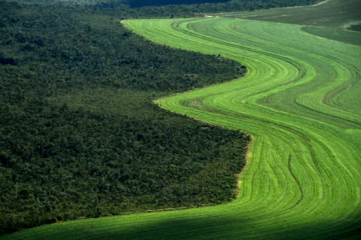 The report on land use and climate change highlighted the need to protect remaining tropical forests as a bulkhead against future warming