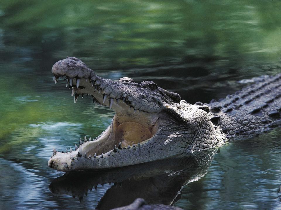 Crocodile