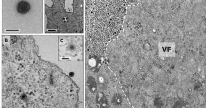 科學家在巴西人造湖發現的新種病毒「雅拉病毒」（Yaravirus），目前公開的8500種基因組幾乎沒有辦法和它配對。（圖／biorxiv.or）