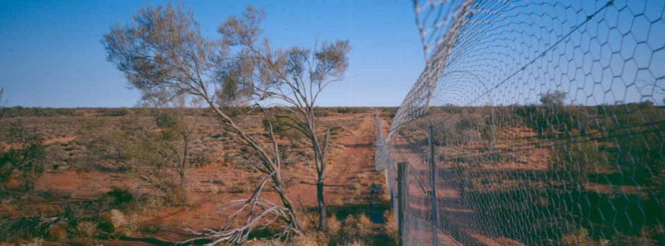 Feral proof fences, like this one at Arid Recovery, have to be specifically built to keep out cunning foxes and cats. Katherine Moseby, Author provided