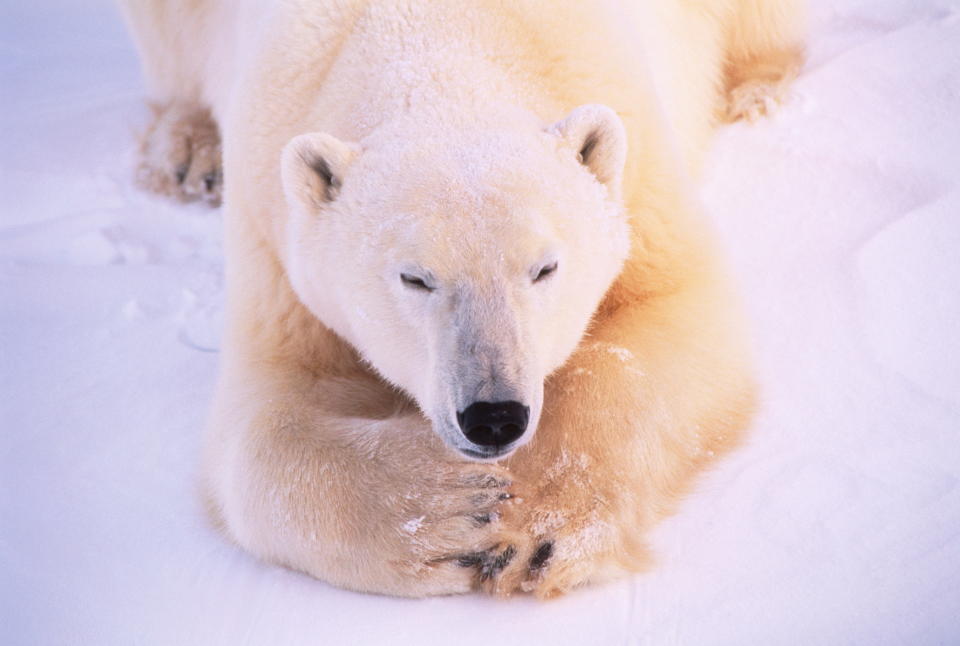 Polar bear (Thalarctos maritimus) in snowscape