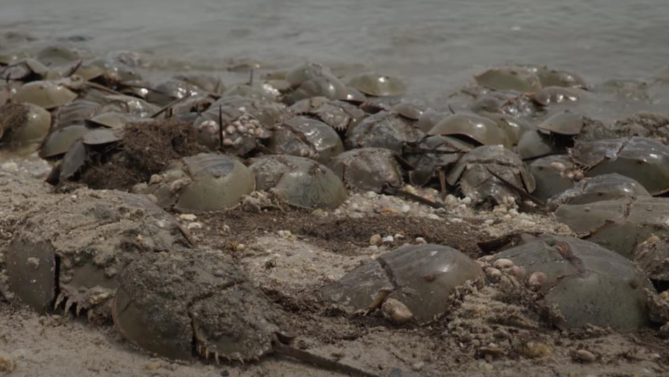 A bunch of horseshoe crabs covered in wet sand on a beach.