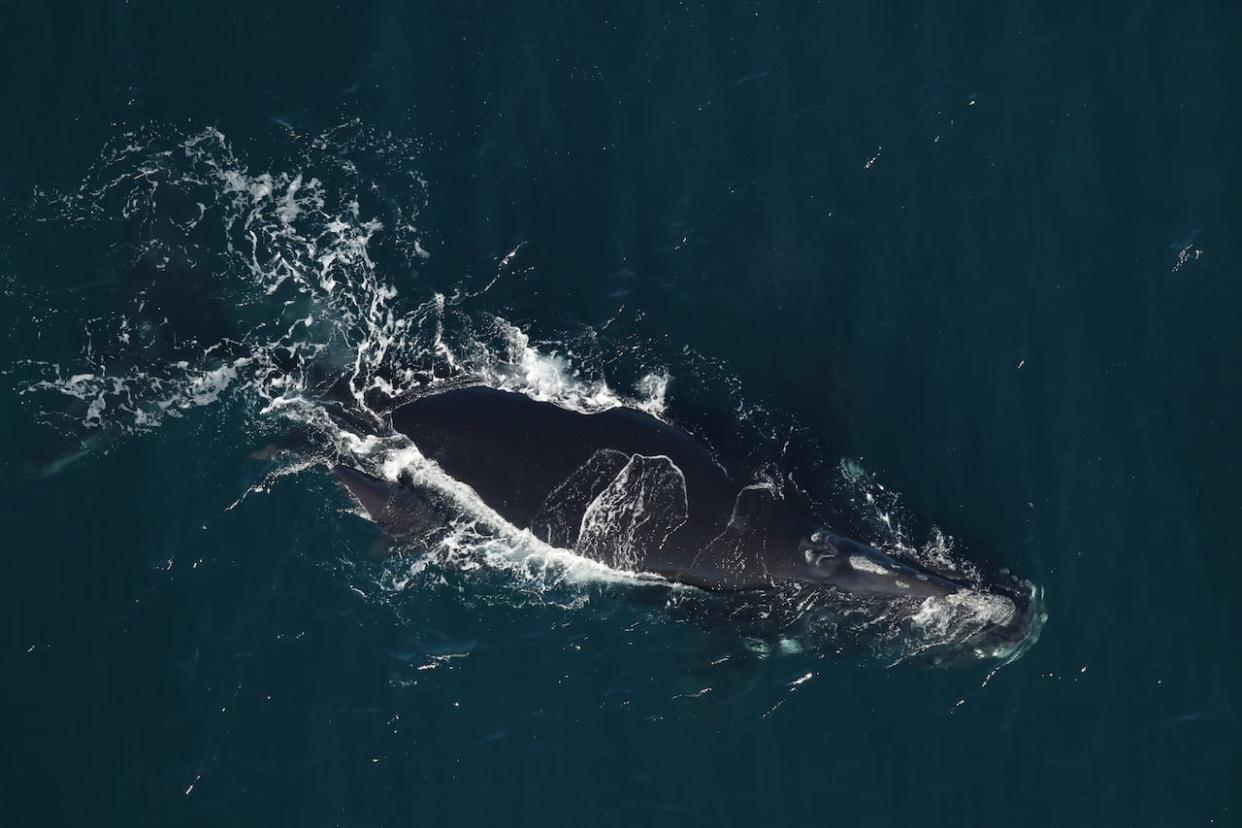 This file photo shows first-time mother whale #3780 and her newborn calf on Dec. 31, 2023. (Florida Fish and Wildlife Conservation Commission, NOAA permit 26919 - image credit)