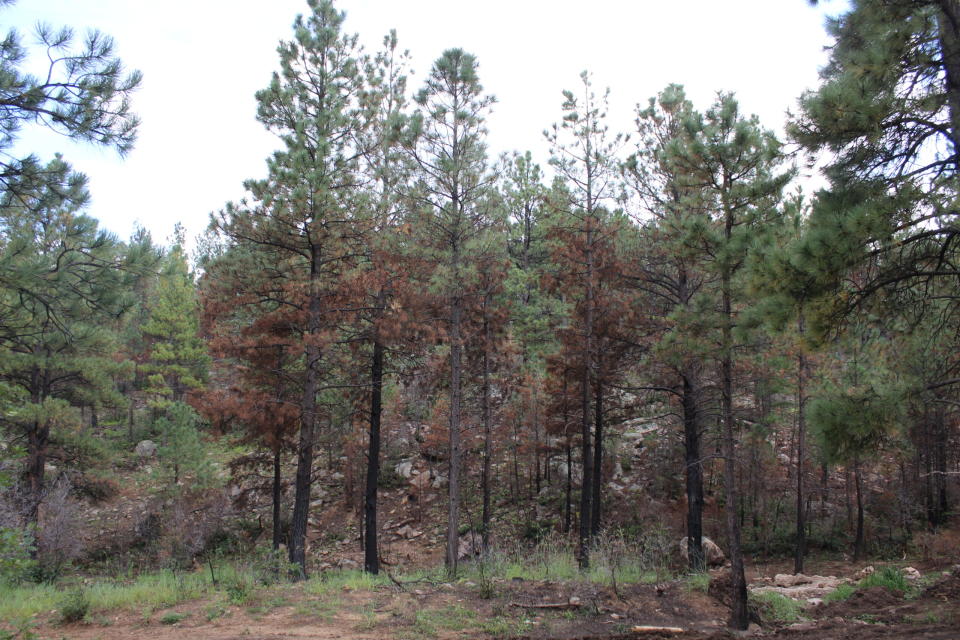 Burnt trees stand around the ranch on Monday, Sept. 12. (Megan Gleason/Source NM)