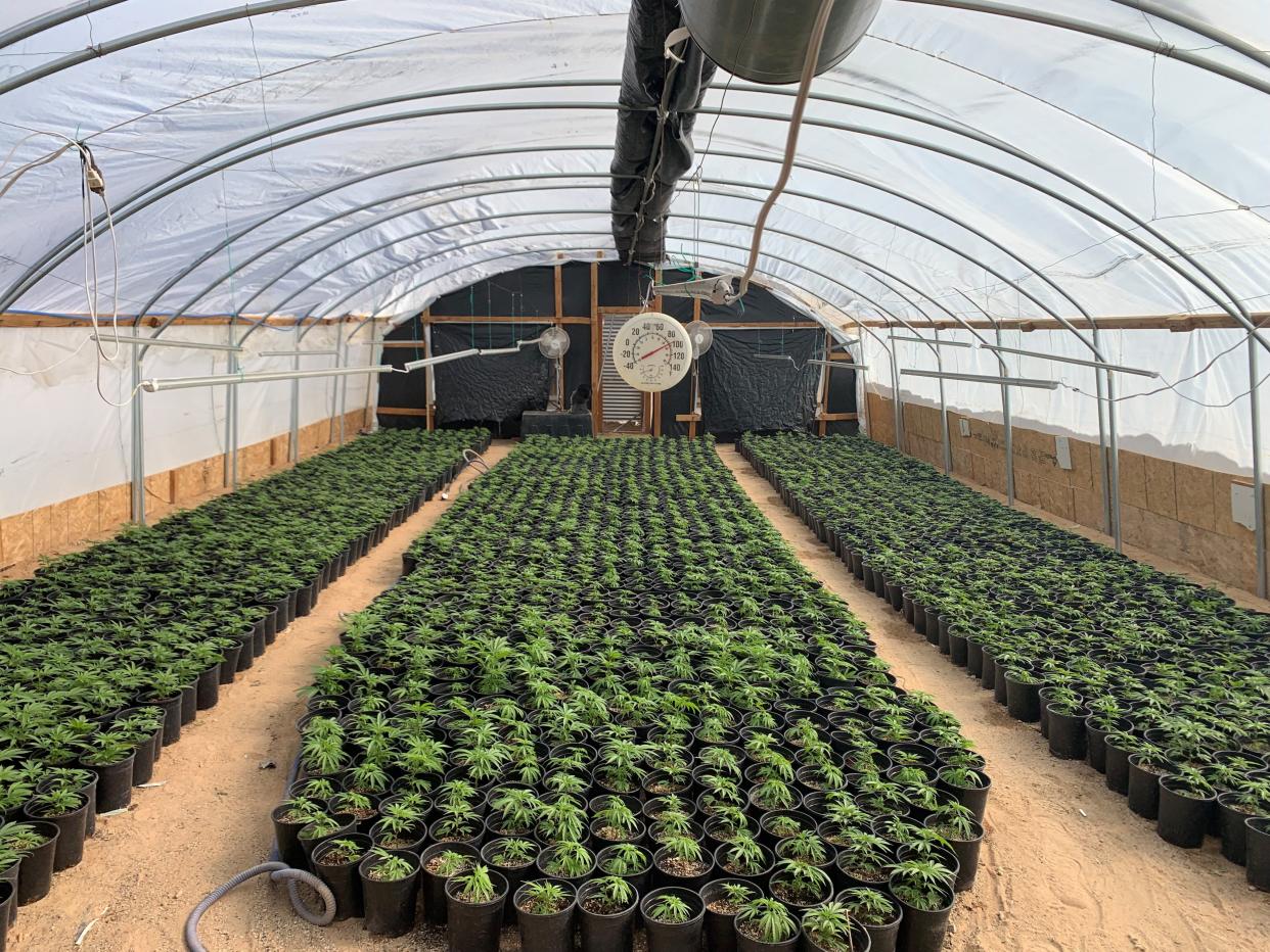 Operation Hammer Strike Week 22 included the arrest of over three dozen suspects and the eradication of over 250 marijuana greenhouses, the San Bernardino County Sheriff’s Department reported.