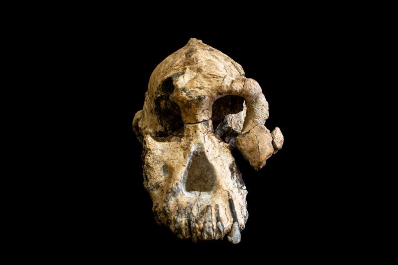 Fotografía facilitada por el Cleveland Museum of Natural History del cráneo de un Australopithecus Anamensis. Un grupo de investigadores en Etiopía ha hallado el cráneo de un <b>Australopithecus</b> <b>Anamensis</b>, que vivió hace 3,8 millones de años y es considerado antepasado del Homo Sapiens y coetáneo del icónico homínido &#39;Lucy&#39;, según dos estudios publicados por la revista Nature. EFE/ CMNH/MattCrow