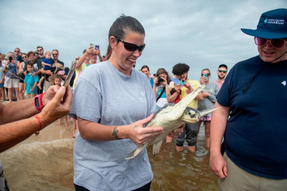 A Mississippi Aquarium worker carries a Kemp’s Ridley sea turtle into the water as it is released into Mississippi Sound in Biloxi on Thursday, April 18, 2024. The sea turtles are rehabilitated by the Mississippi Aquarium after suffering from cold stunning and then released.