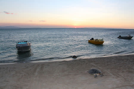 Turtles are seen on the beach at sunset on Ingram Island, Queensland, Australia in this handout photo dated August 28, 2014. WWF Australia/Handout via REUTERS