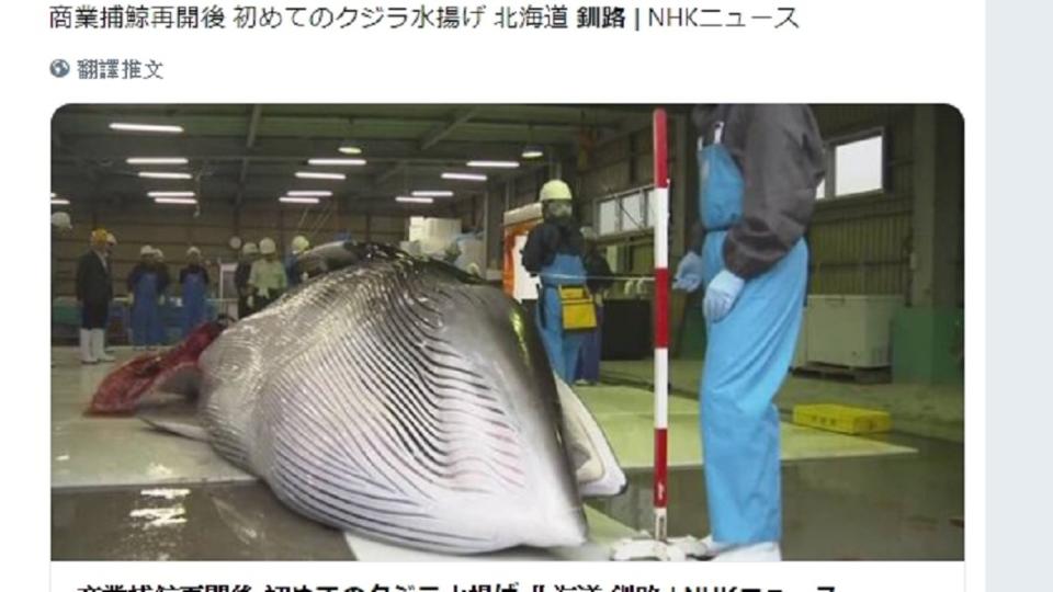 重啟捕鯨第1天，北海道漁民就捕獲2頭小鬚鯨。圖／翻攝yamagishi_doh推特