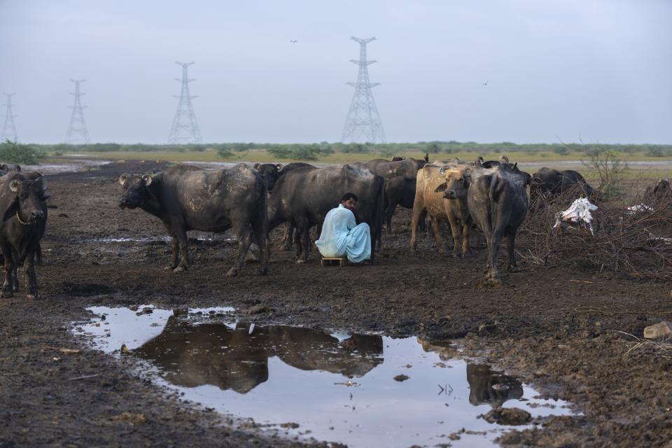 Ahmed Ramzu, from the Maldhari community, milks a buffalo in Khavda, Bhuj district near the India-Pakistan border in the western state of Gujarat, India, Friday, Sept. 22, 2023. India is developing a 30 gigawatt hybrid — wind and solar — renewable energy project on one of the largest salt deserts in the world. (AP Photo/Rafiq Maqbool)