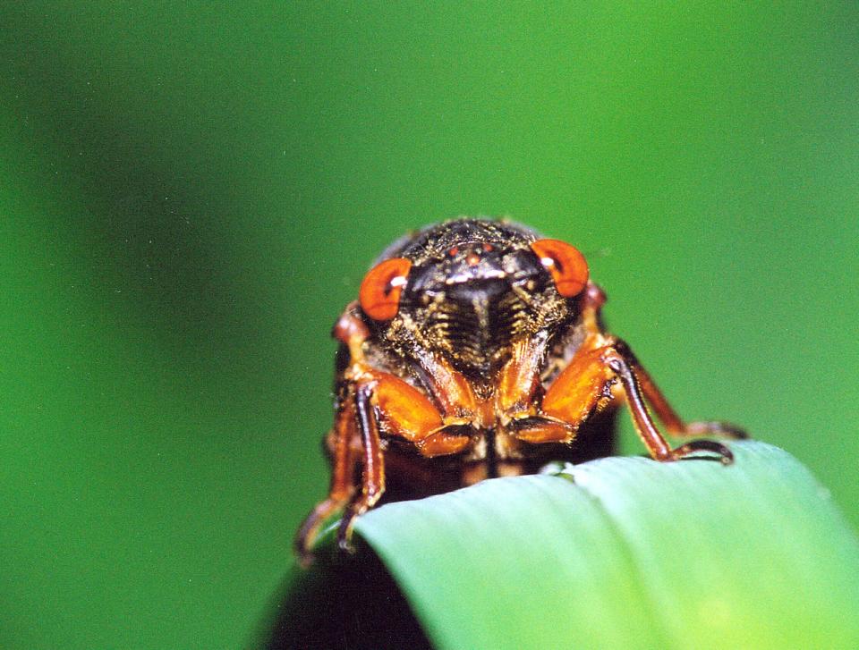 Gene Kritsky, a professor at the College of Mount St. Joseph, took this photo of the bright eyes of an adult periodical 17-year cicada in 2004.