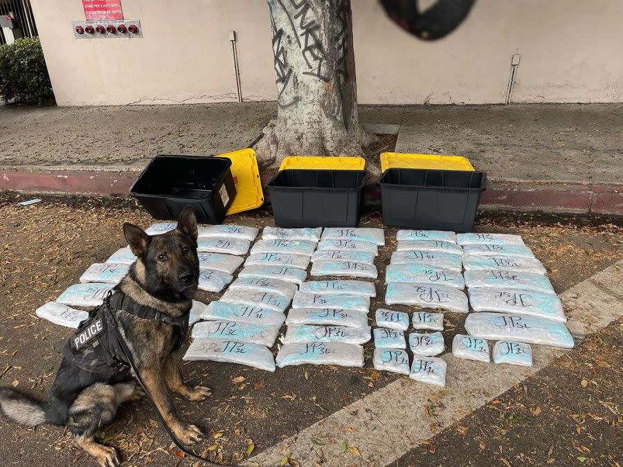 CHP K-9 Axel poses with several bags of packaged methamphetamine that were recovered following a pursuit on June 18, 2024.