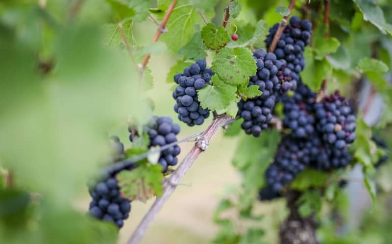 Grapes hang in a vineyard. Christoph Schmidt/dpa