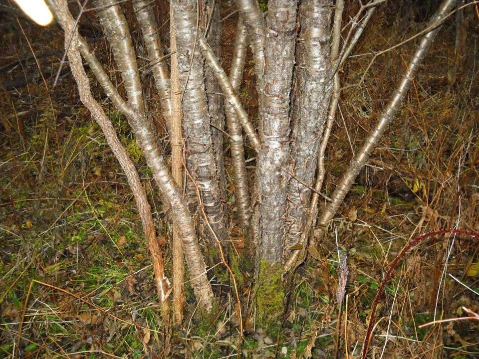 Buckthorn often grows with several stems in a tight grouping.