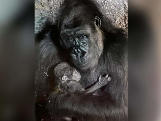 A nine weeks old gorilla baby (gorilla gorilla) is being held by