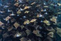 <p>La danse de milliers de mobulas dans la baie de Magdalena, en Basse Californie.</p>