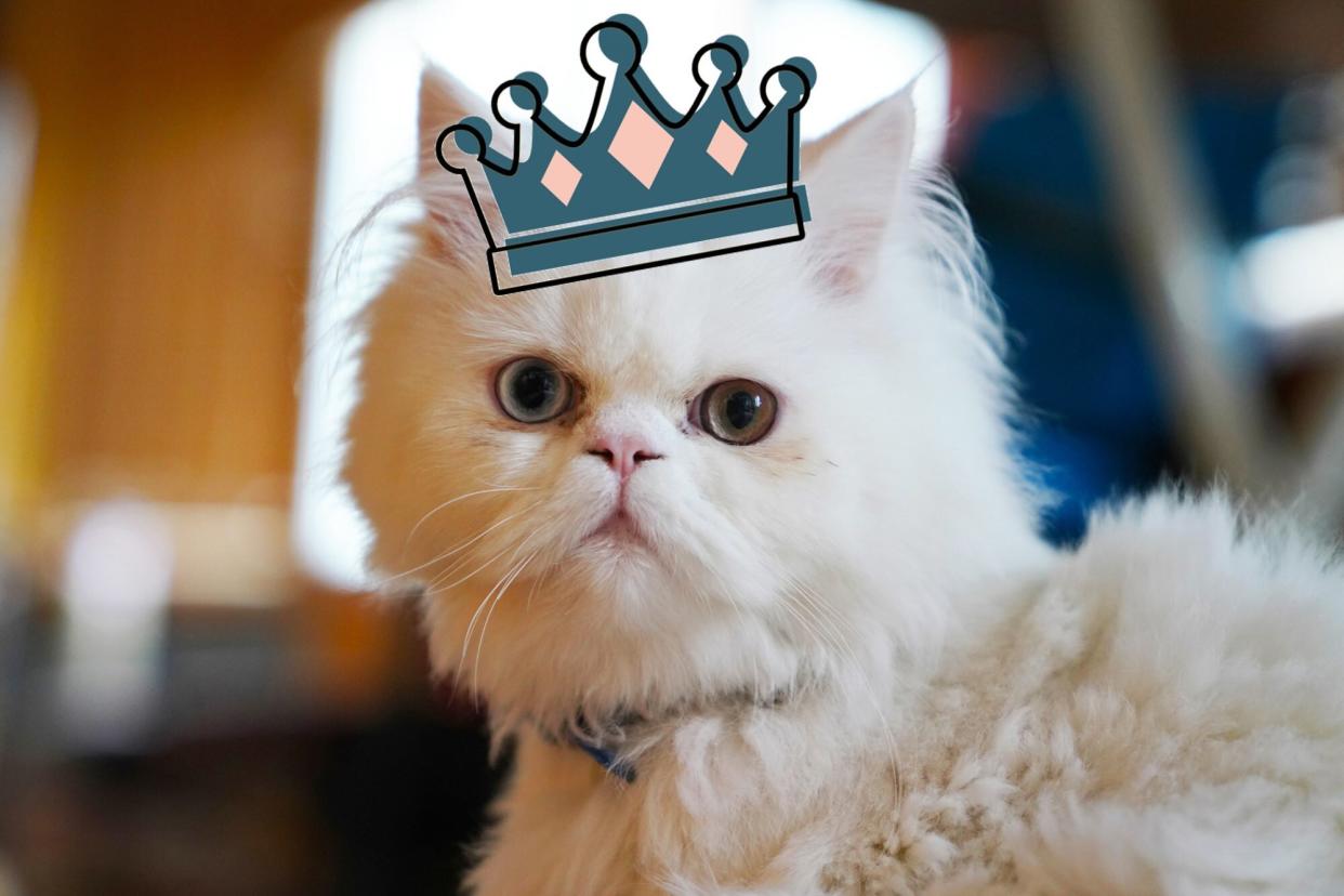 white persian cat with crown illustration