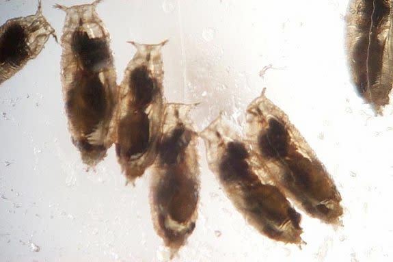 Female parasitic wasps have successfully infected fruit fly larvae, shown here; the wasps lay their eggs inside of the larvae, which then hatch and eat the maggots from the inside out.