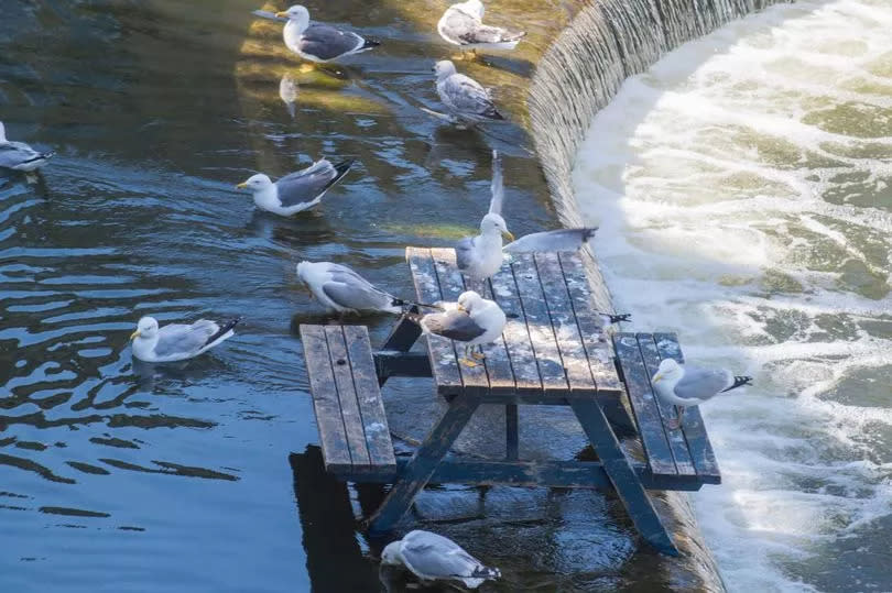 A picnic table on Pulteney Weir, Bath -Credit:Paul Gillis