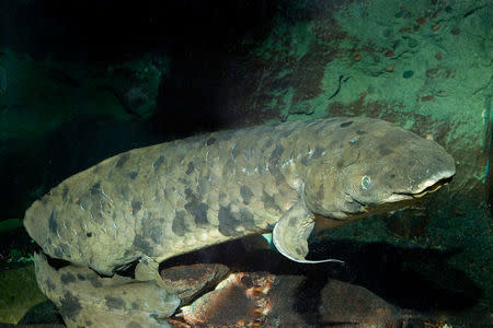 Australian lungfish,Neoceratodus forsteri, GranddadAn Australian lungfish, Neoceratodus forsteri, acquired by the Shedd Aquarium in 1933, is pictured in Chicago, Illinois, U.S. in this undated handout photo obtained by Reuters February 6, 2017. Brenna Hernandez/Shedd Aquarium/Handout via REUTERS