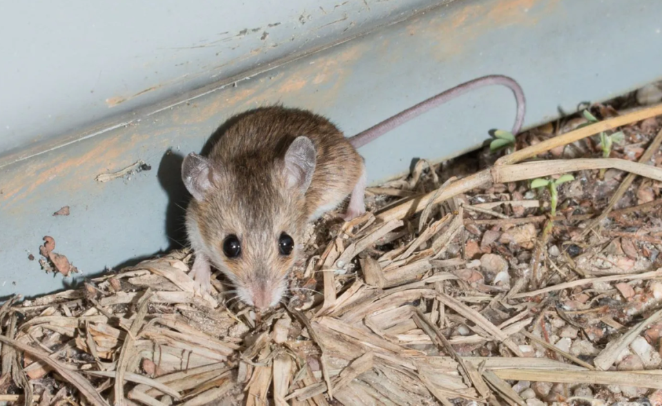 Researchers previously believed there was only one species of delicate mouse, but using genetic technology, they confirmed the existence of three species.