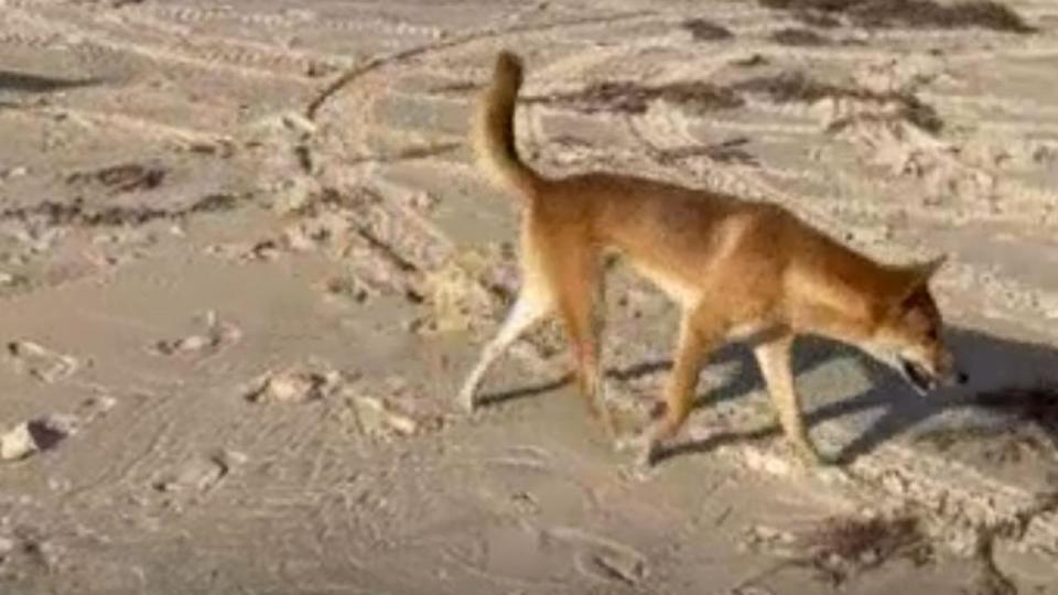 A young girl was attacked by a dingo on Wednesday. Picture: Supplied