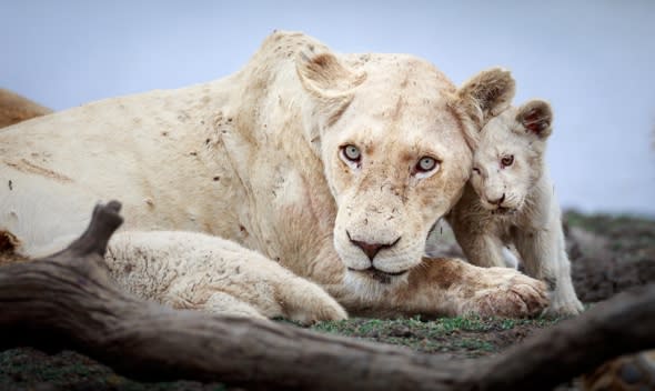 First-ever pictures of white lion cubs in the wild