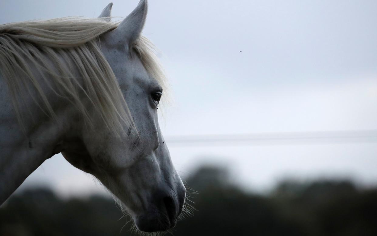Police believe satanic rituals may be involved in the mutilation and killings of at least 19 horses this year - Stephane Mahe/Reuters
