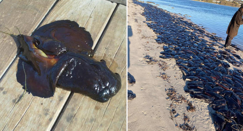 Black sea hares washed up on WA beach