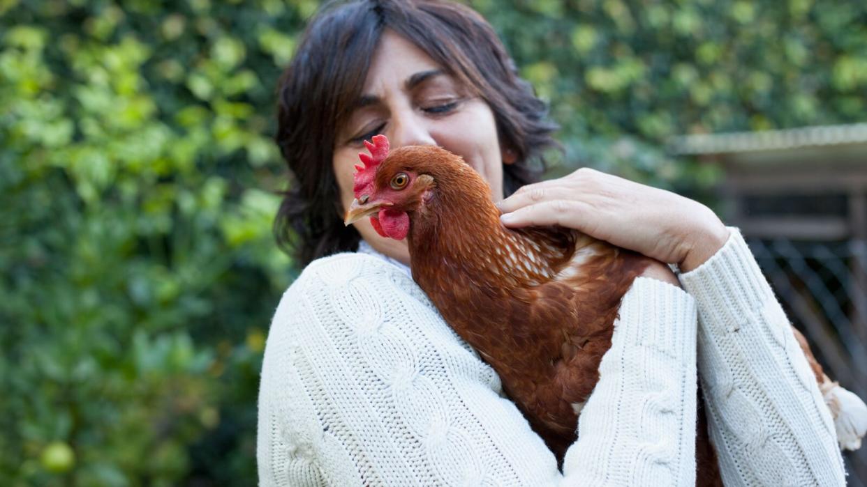 cdc-chicken-snuggle-salmonella-FT-BLOG0617.jpg