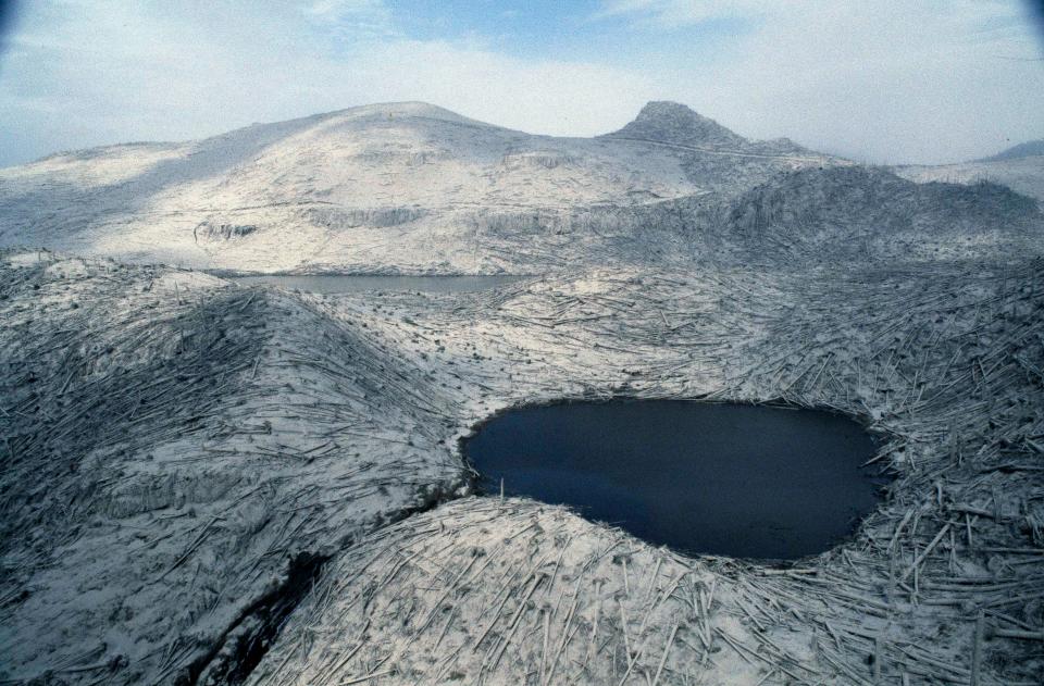 Denuded trees lay like matchsticks in the changed landscape around Mount St. Helens, Wash., shown two days after eruption, May 20, 1980.