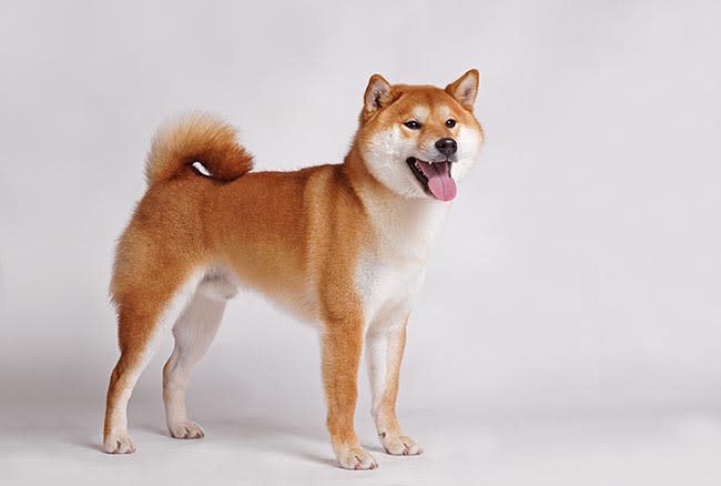 Shiba Inu