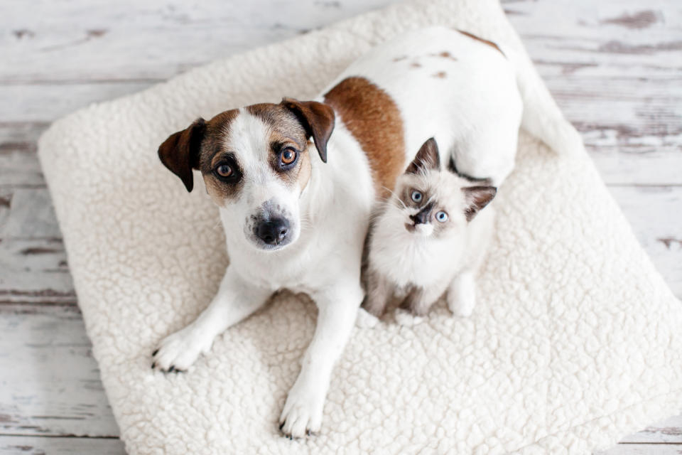 A dog and a cat sitting on a rug and looking up at the camera