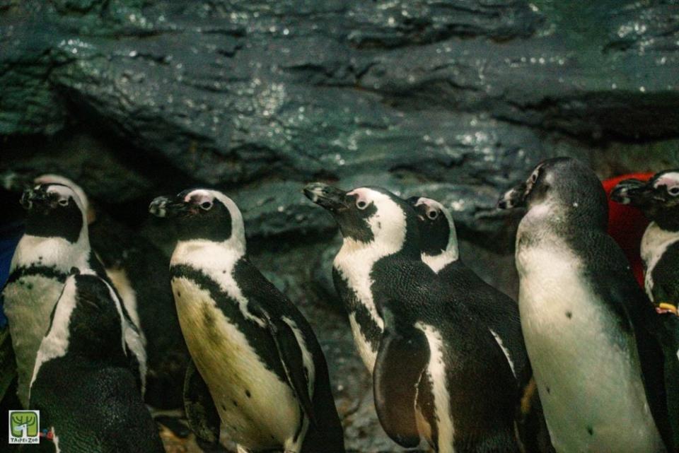 企鵝最愛在水中「飛翔」！動物園曝「最佳觀賞時間點」籲把握時機