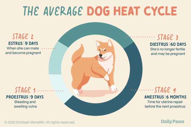 how many days does a female dog stay pregnant