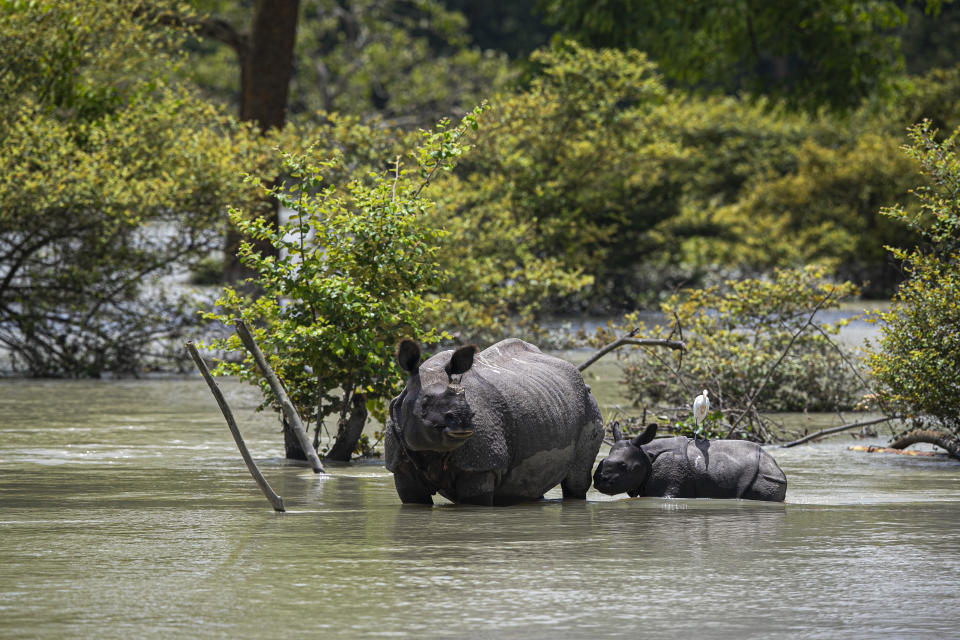 A one horned rhinoceros and a calf wades through flood water at the Pobitora wildlife sanctuary in Pobitora, Morigaon district, Assam, India, Thursday, July 16, 2020. Floods and landslides triggered by heavy monsoon rains have killed dozens of people in this northeastern region. The floods also inundated most of Kaziranga National Park, home to an estimated 2,500 rare one-horned rhinos. (AP Photo/Anupam Nath)