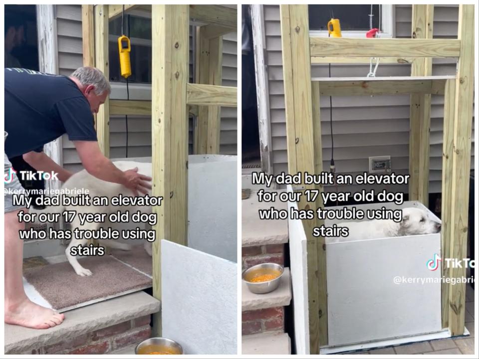 A dad built an elevator for their elderly dog.