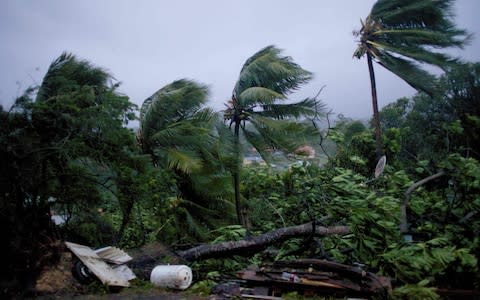 Fallen trees after hurricane-force winds battered the French overseas Caribbean island of Guadeloupe - Credit: CEDRIK-ISHAM CALVADOS/AFP