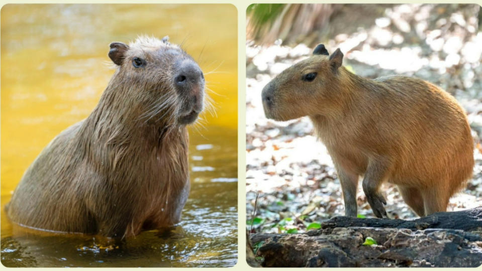 伊亞莉（右圖，翻攝動物園臉書）從加州聖地牙哥嫁到佛州西棕櫚灘，為的是和宙斯（左圖，美聯社）傳宗接代。