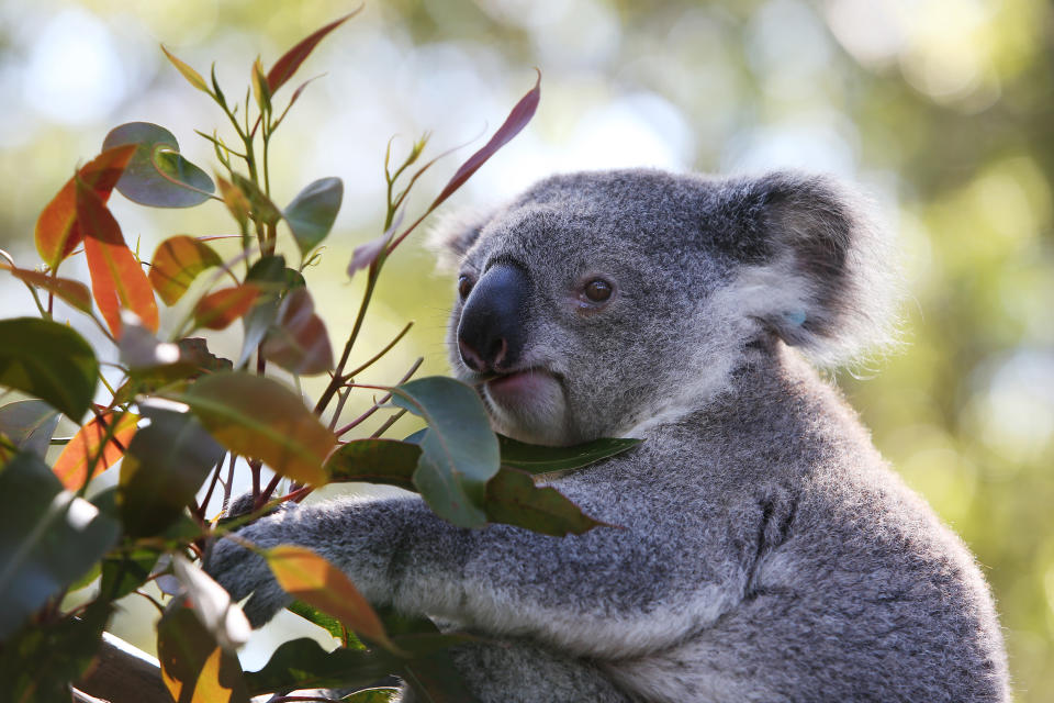 A young male koala named 'Jan' is seen in a outdoor koala pen at Port Macquarie Koala Hospital on September 14, 2020, in Port Macquarie, Australia.