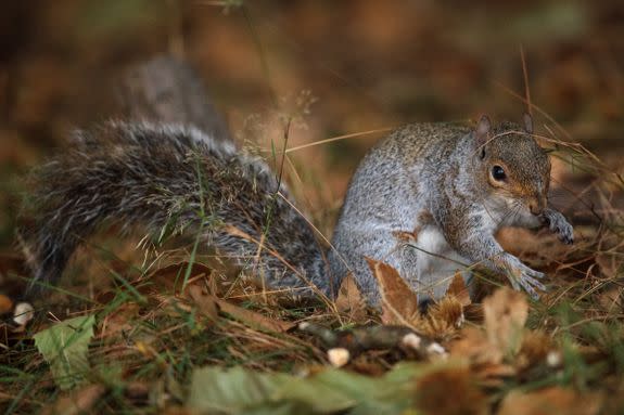 The topic of whether or not hibernate is hotly debated, but the solution is simple. Some squirrels do, some squirrels don't.