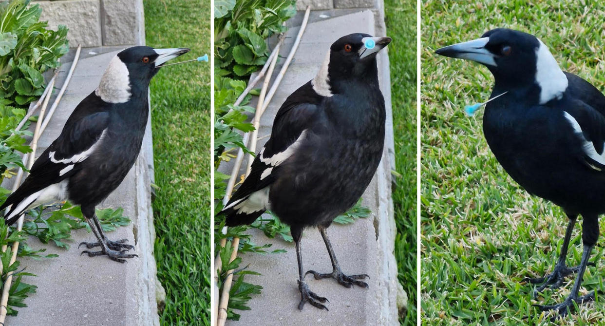 Three magpies with blow gun darts sticking out of the corner of their eye (left), beak (middle) and neck (right). 