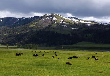 A herd of bison graze in the Lamar Valley in Yellowstone National Park, Wyoming, in this June 20, 2011, file photo. REUTERS/Jim Urquhart/Files