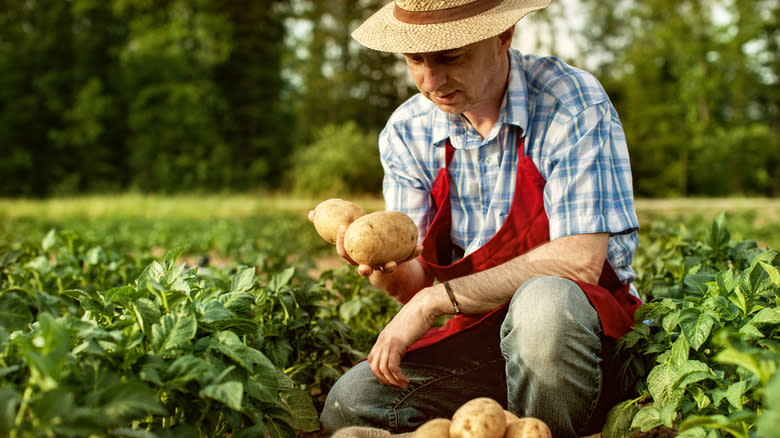 Farmer harvesting potatoes.