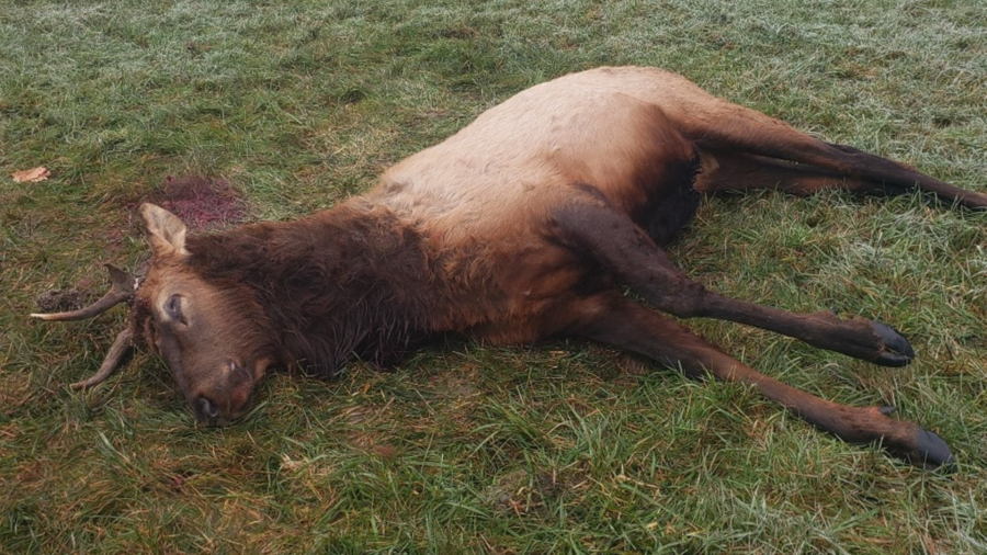 Polic: Poacher made 'no effort to remove any meat' from bull elk near Scappoose